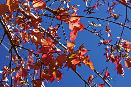 Autumn Season Leaves Background preview 5