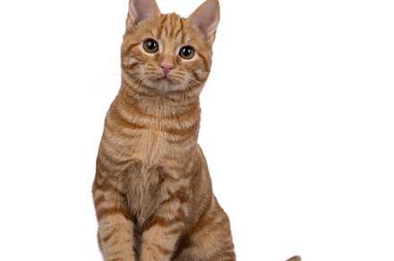 European Shorthair cat on white background