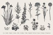 Garden Flowers. Black and white, an Illustration by olga.korneeva (Thumbnail 2 of 5)