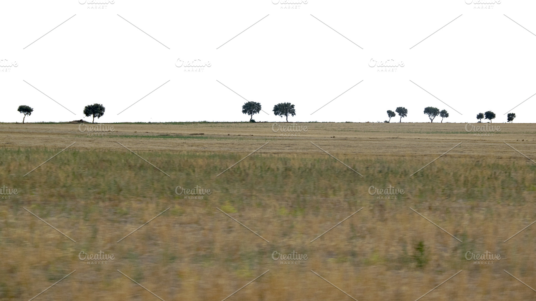 Oak trees on dry countryside field, a Transportation Photo by DanFLCreativo