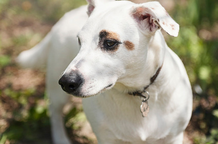 White dog breed Jack Russell Terrier, an Animal Photo by Olena Rudo