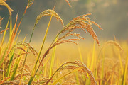 Golden Rice Field at Sunset, a Photo by LOGOCREATIVE (Thumbnail 5 of 27)