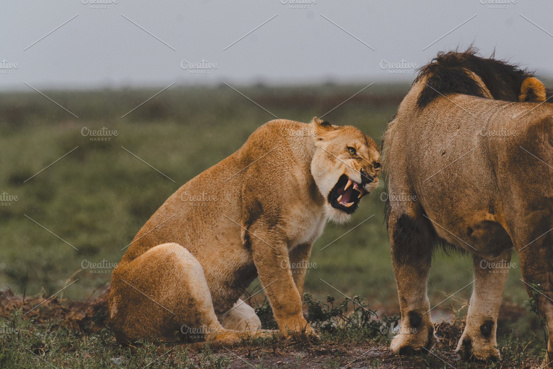 African Lioness in Serengeti, an Animal Photo by WndrLan Photography