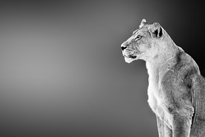 Female lion portrait