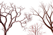 13 PNG images - Bare Trees, a Print Template by Kseniya-Omega (Thumbnail 2 of 3)