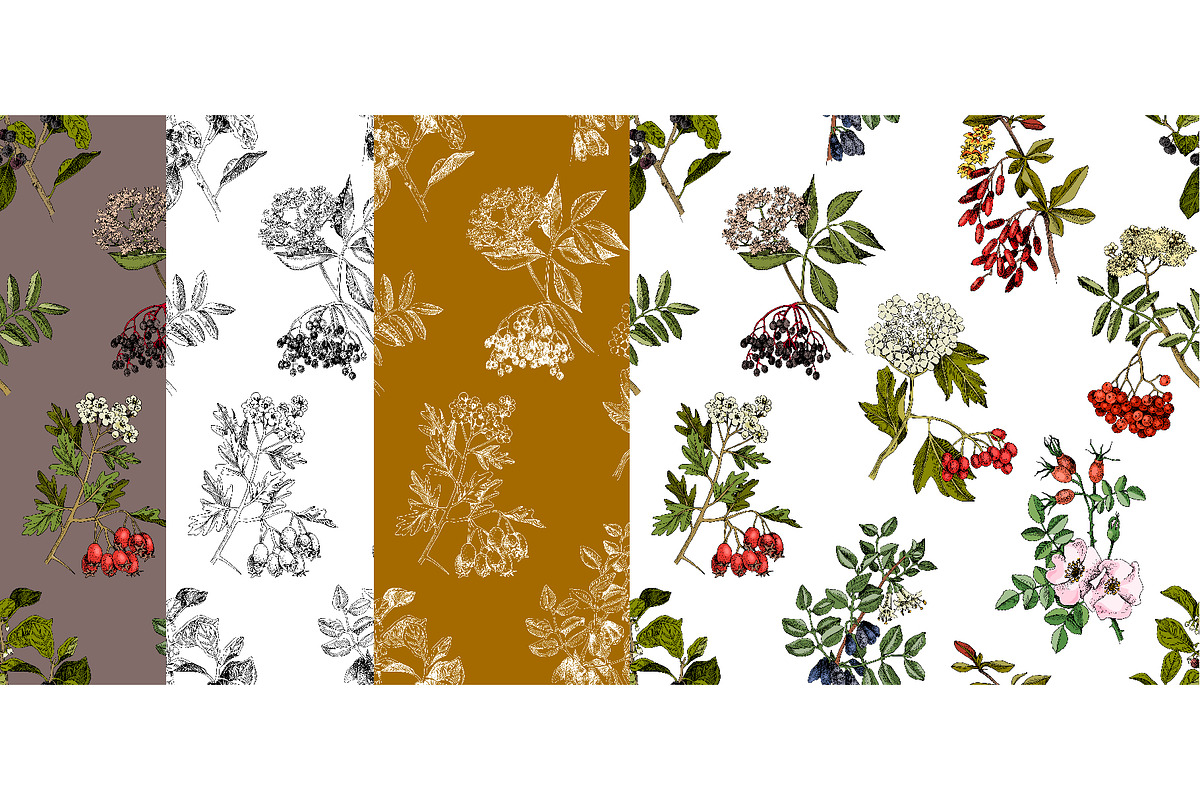 Medicinal plants collection, a Healthcare Illustration by handsketched (Photo 8 of 9)