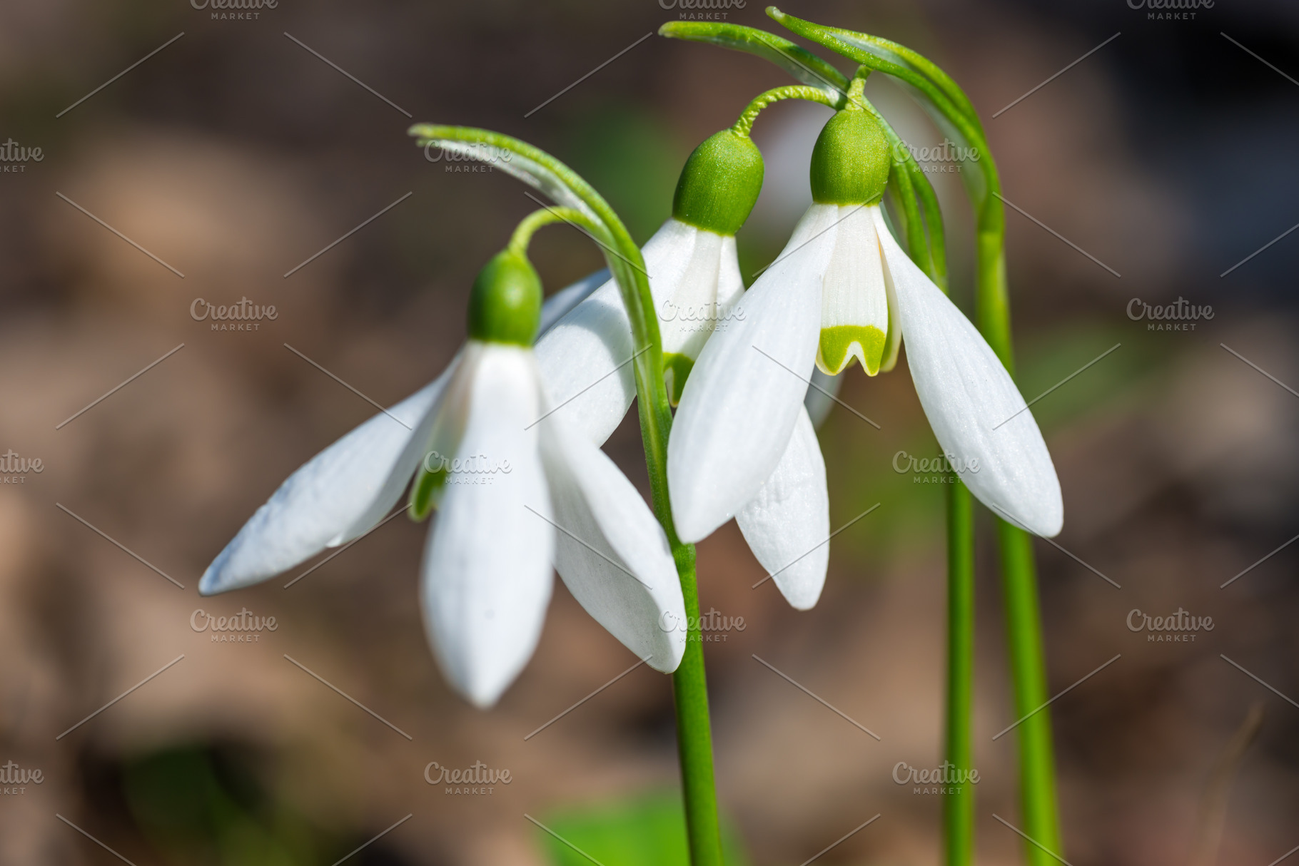 White spring flowers snowdrops, a Nature Photo by Vapi