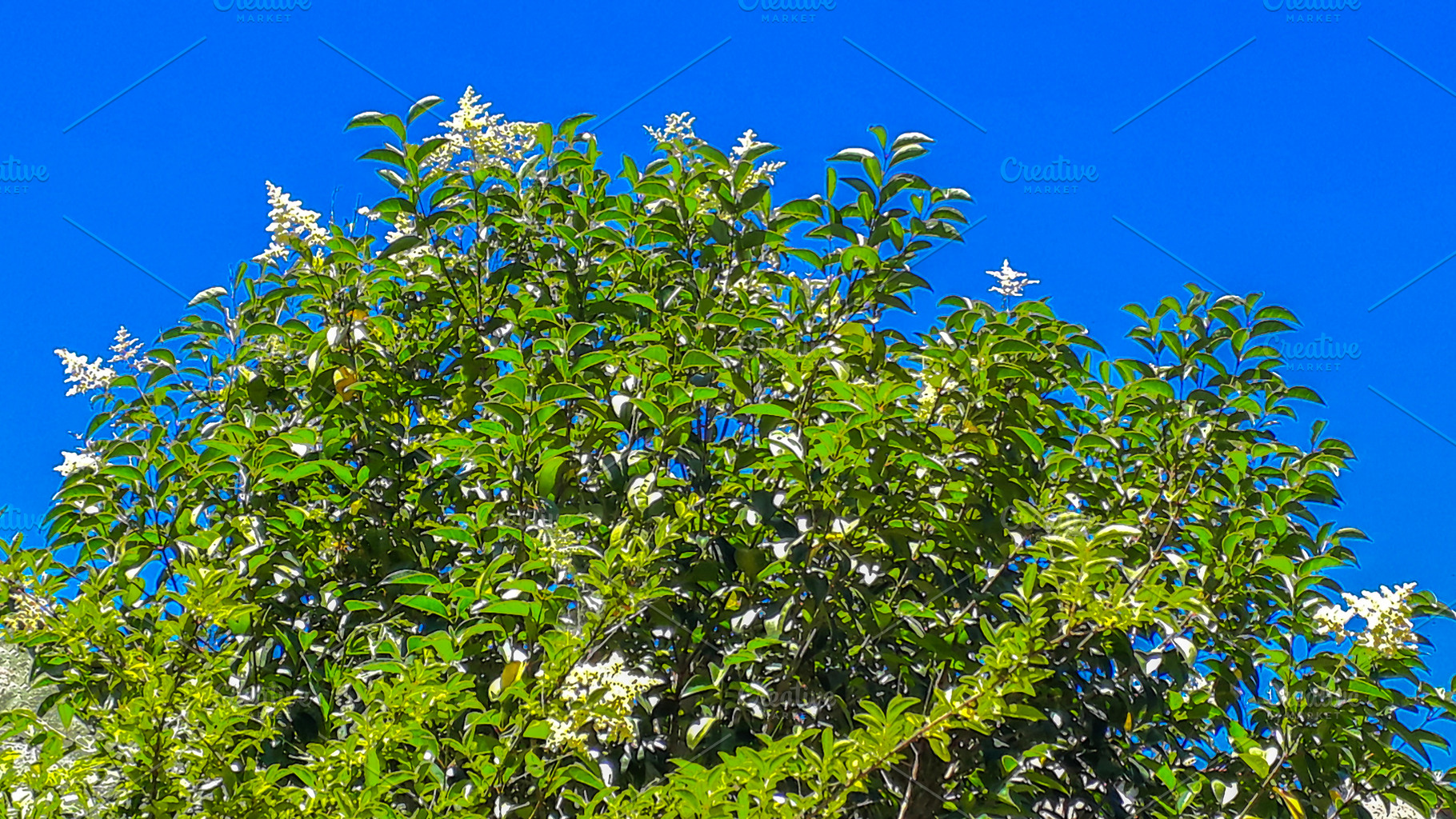 Tree with green leaves and yellow flowers over sunny clean blue, a Nature Photo by DanFLCreativo
