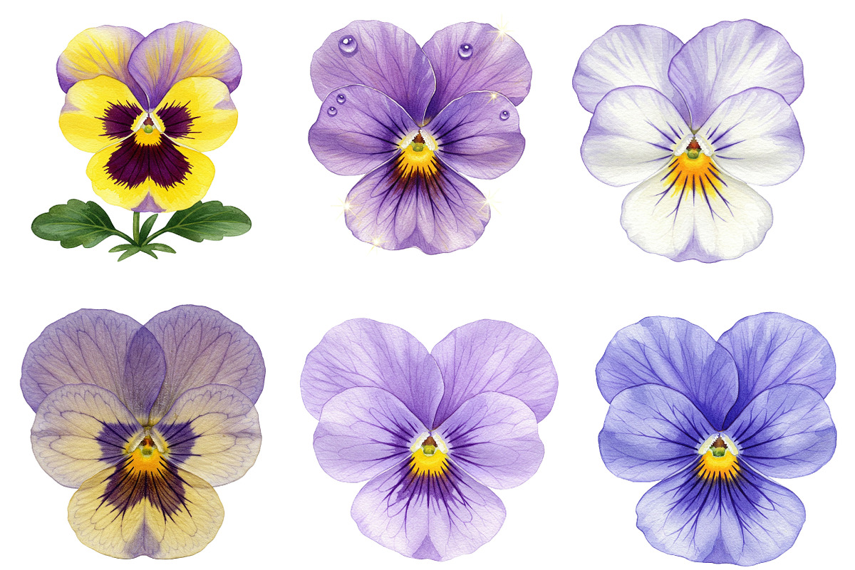 Viola Flower Bloom Clipart, an Illustration by cherrydesign (Photo 3 of 3)