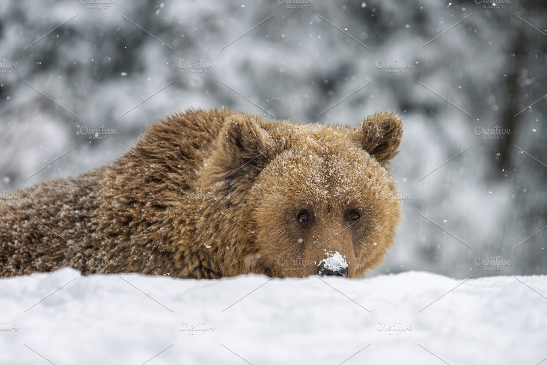 Bear resting in snow during winter in a forest area with snowfal, an Animal Photo by Byrdyak