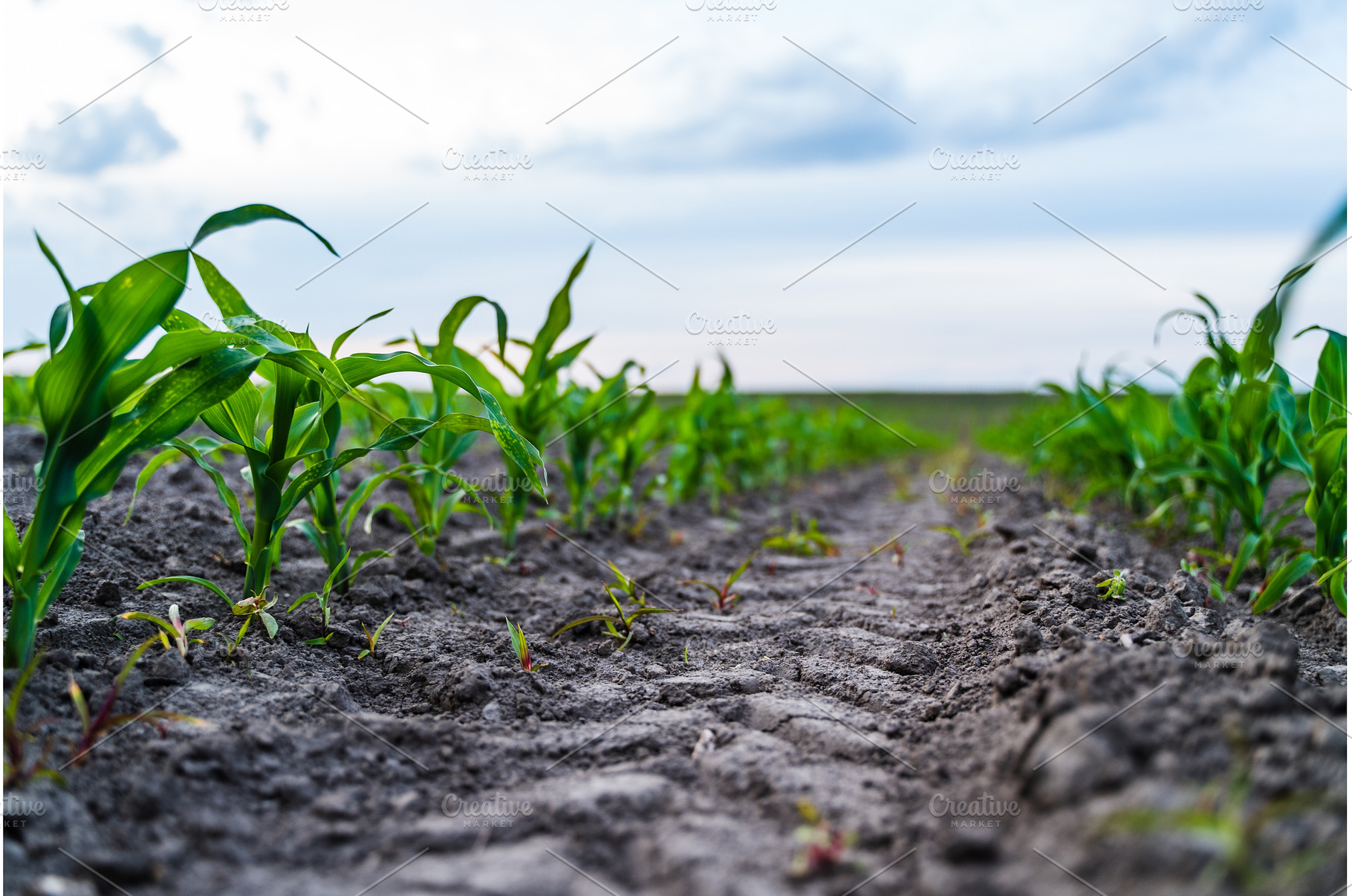 Low angle view of young corn, a Nature Photo by volodymyrshtun13795