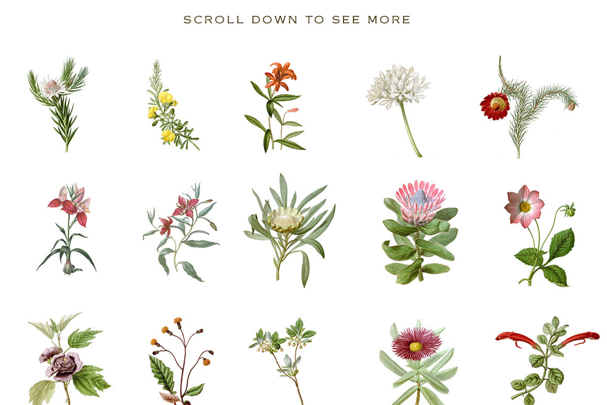 Botanical Flowers vol.1, an Illustration by BlackBird Foundry (Photo 2 of 3)
