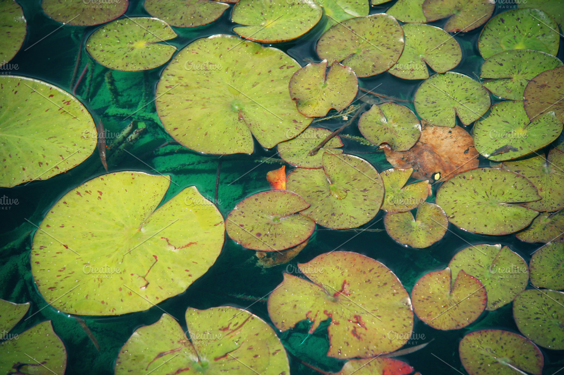 Lily Pads (Photo), a Nature Photo by Tien Frogget