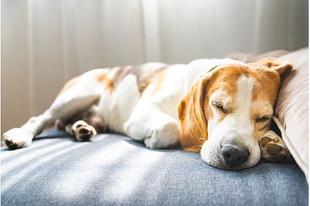 A Beagle dog is peacefully sleeping