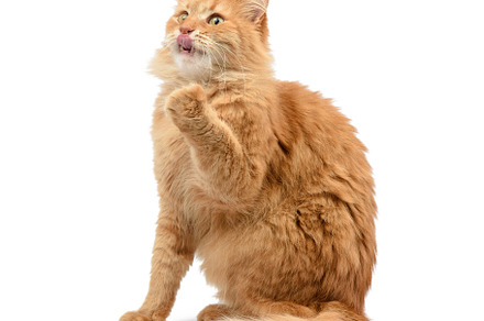adult fluffy red cat sitting and raised its front paws up, an Animal Photo by ndanko