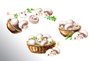 Mushrooms. Watercolor collection, a Food Illustration by Daria Ustiugova (Thumbnail 4 of 7)