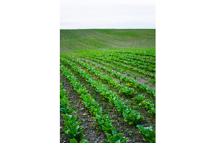 Scenic view of hilly farmland with