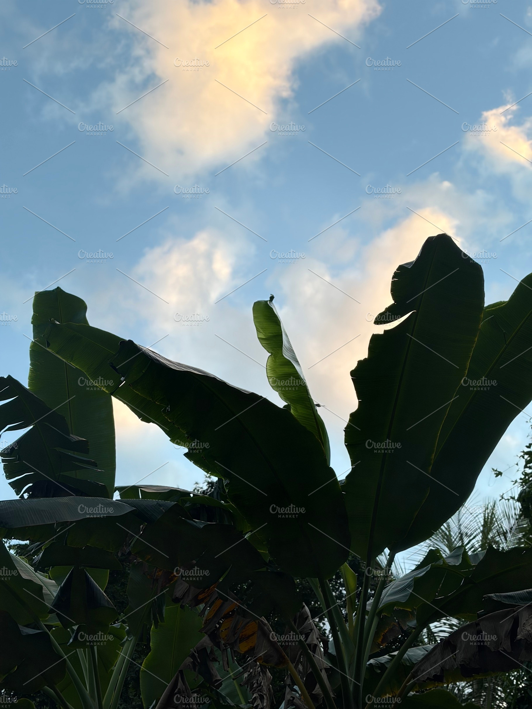 Plantain Plants In The Country Side, a Nature Photo by Color FFF