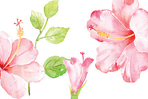 Watercolor Pink Hibiscus Clipart