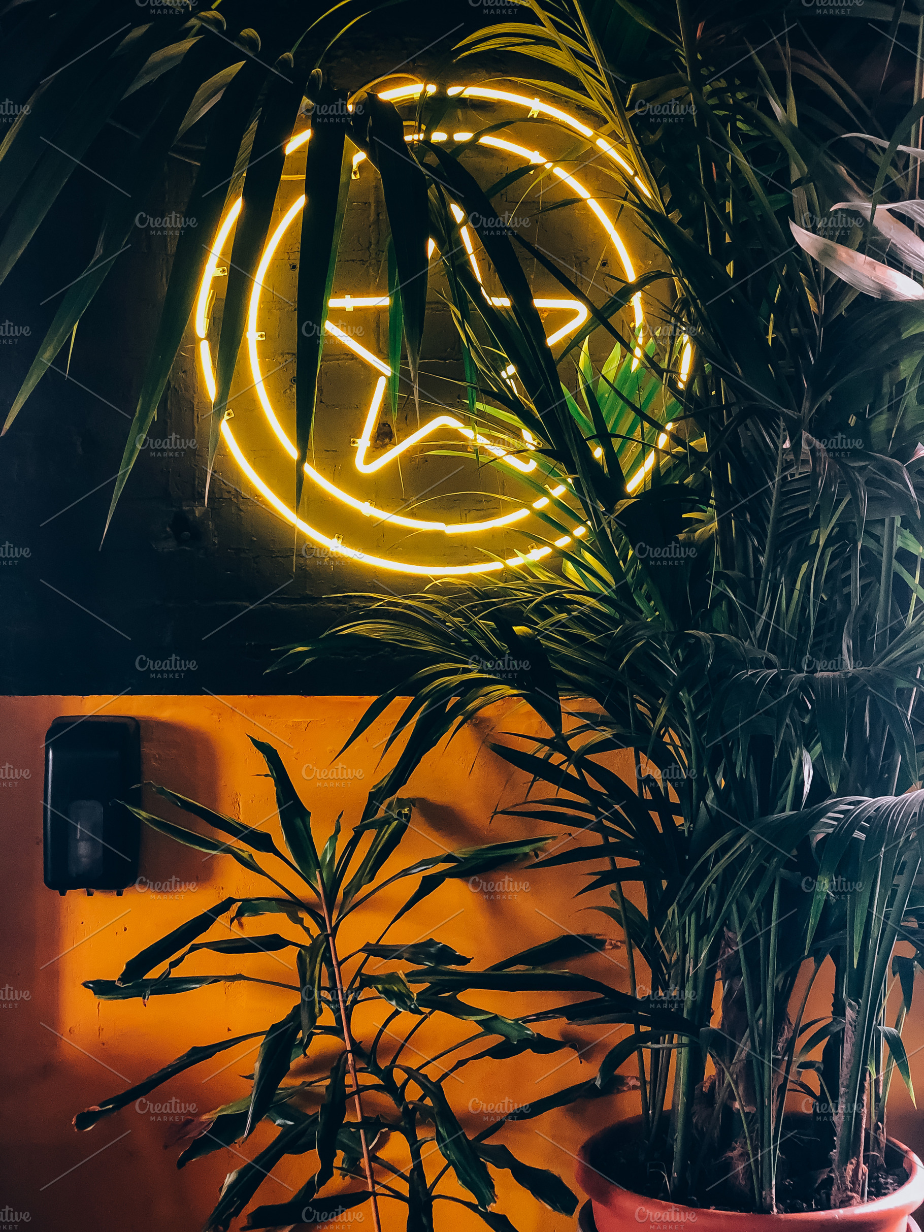 Neon star sign surrounded by tropica, a Photo by Dvoevnore photos