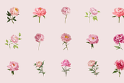 72 Watercolor Peonies Flower Clipart, a Graphic by Graphicspixel (Thumbnail 5 of 10)