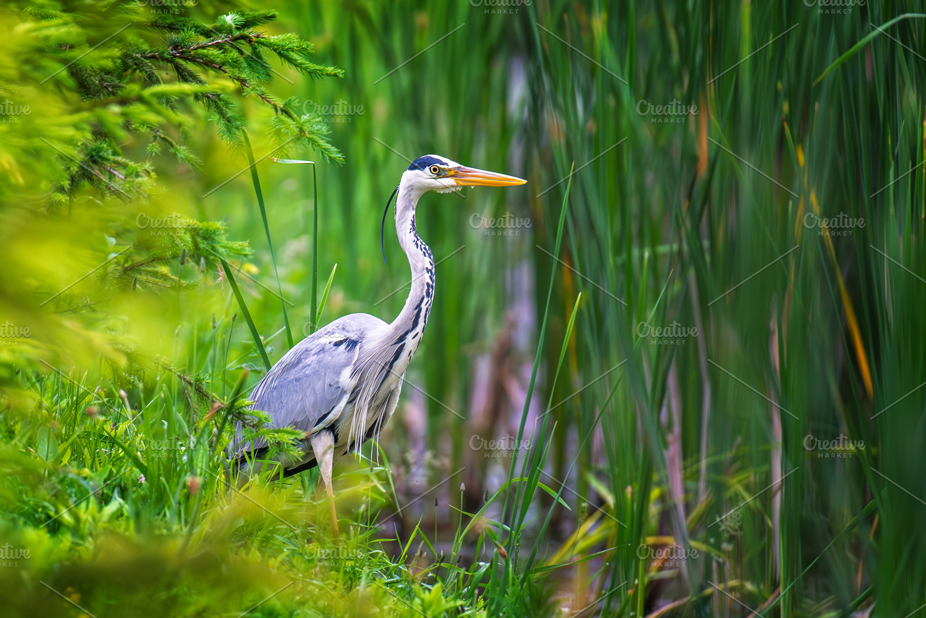 A majestic Grey Heron stands alert amidst vibrant green foliage, an Animal Photo by Byrdyak