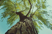 98 Trees view from below, a Nature Photo by Handmadefont (Thumbnail 98 of 98)