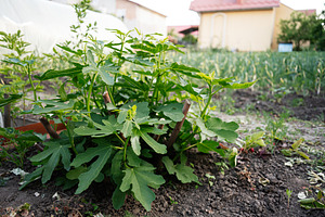 Green fig sapling growing in a home garden surrounded by fertile earth, a Photo by AS photostudio
