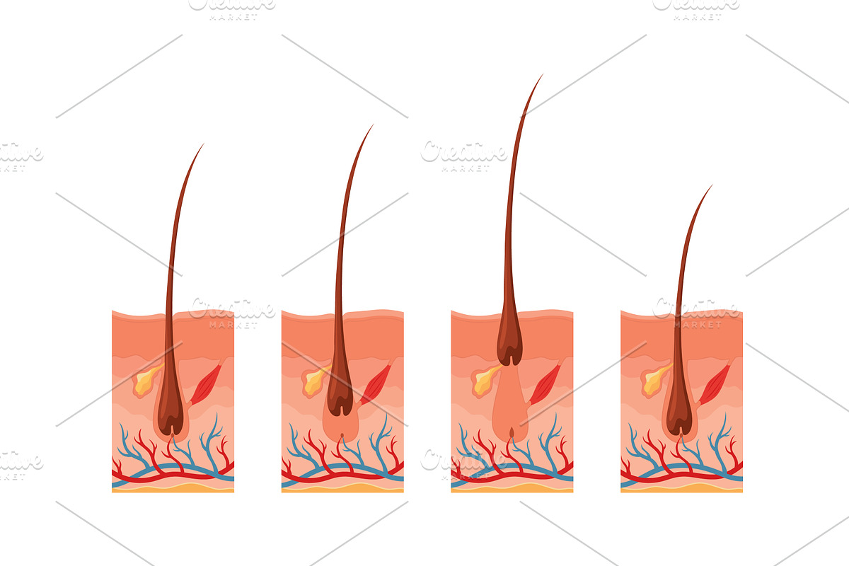 Hair growth cycle. Follicles, an Illustration by Things for designers