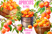 Apricots Watercolor Clipart, a Food Illustration by LekoArt (Thumbnail 1 of 10)