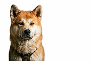 Akita Inu dog portrait png, an Animal Photo by VetalStock (Thumbnail 2 of 2)
