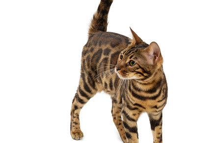 Bengal cat isolated on white