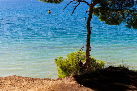 Pine tree next to the adriatic sea, a Nature Photo by Bepslabor