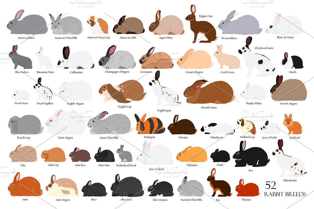 52 rabbit breeds digital chart, an Animal Illustration by dogsinarow