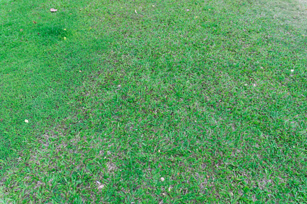 Green grass, a Background Photo by AMMi