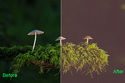 Nature Photoshop Actions 220 Bundle, an Action Add-On by ARTNEST (Thumbnail 11 of 12)