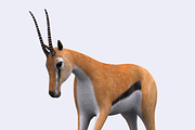 3DRT - Safari animals - Gazelle, an Animal 3D Model by 3DRT.com (Thumbnail 1 of 3)