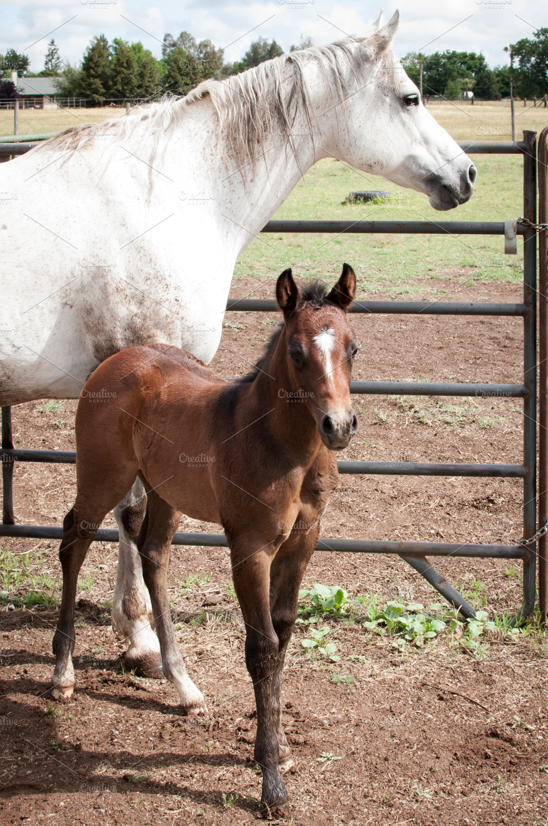 Horses containing mare, mom horse, and mom and baby horse, an Animal Photo by Foxtail Pine Studio