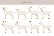 Saanen Goat, an Animal Illustration by pet design shop (Thumbnail 2 of 5)