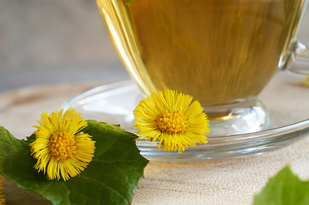 Yellow coltsfoot or tussilago flowers with a cup of coltsfoot te, a Food & Drink Photo by Madeleine Steinbach