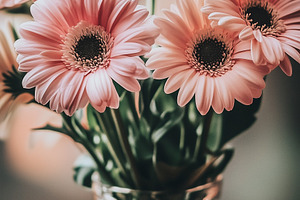 Charming bouquet soft pink gerbera, a Nature Photo by MistyDay
