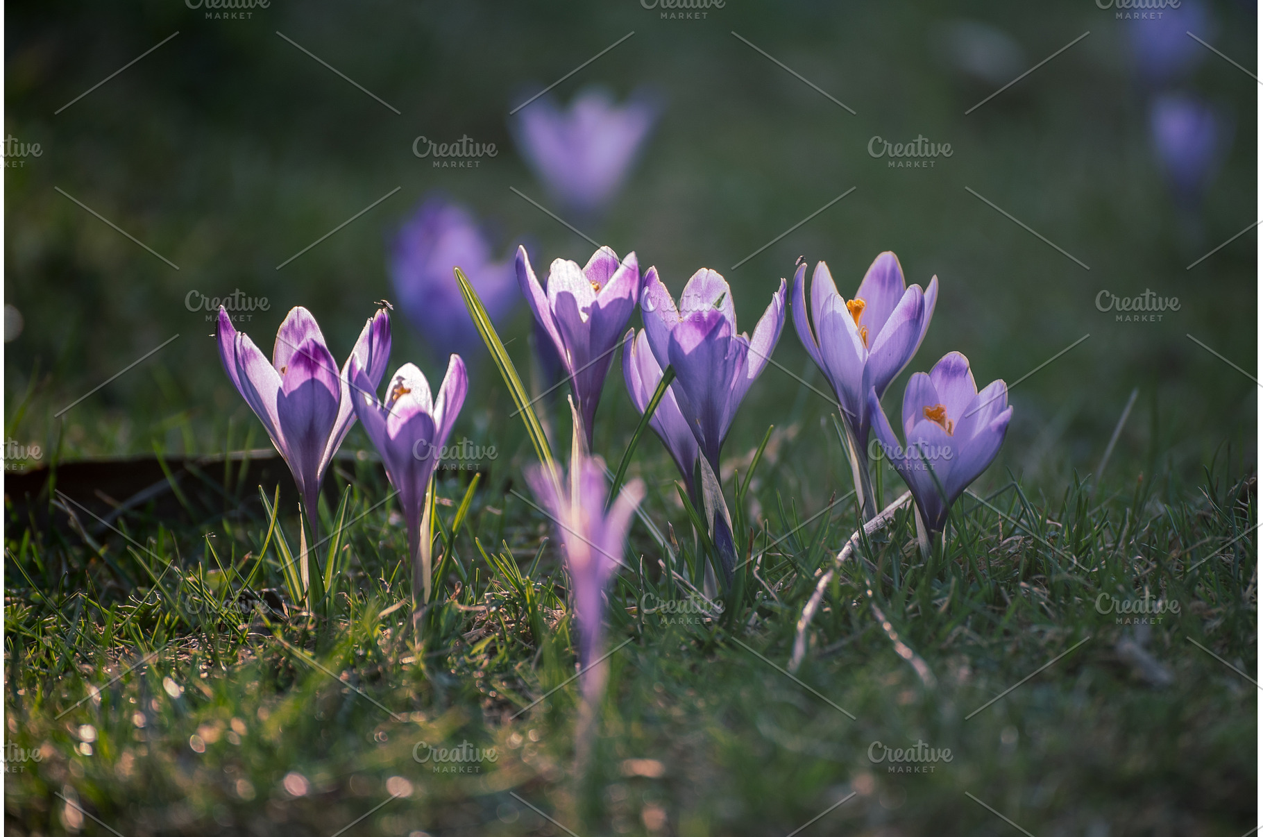 Spring crocus flowers in the green, a Nature Photo by Nature and travel