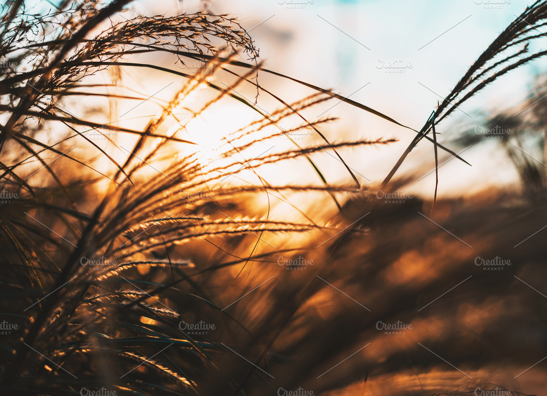 Walks at Sunset, a Nature Photo by AlyssaKayeGraham