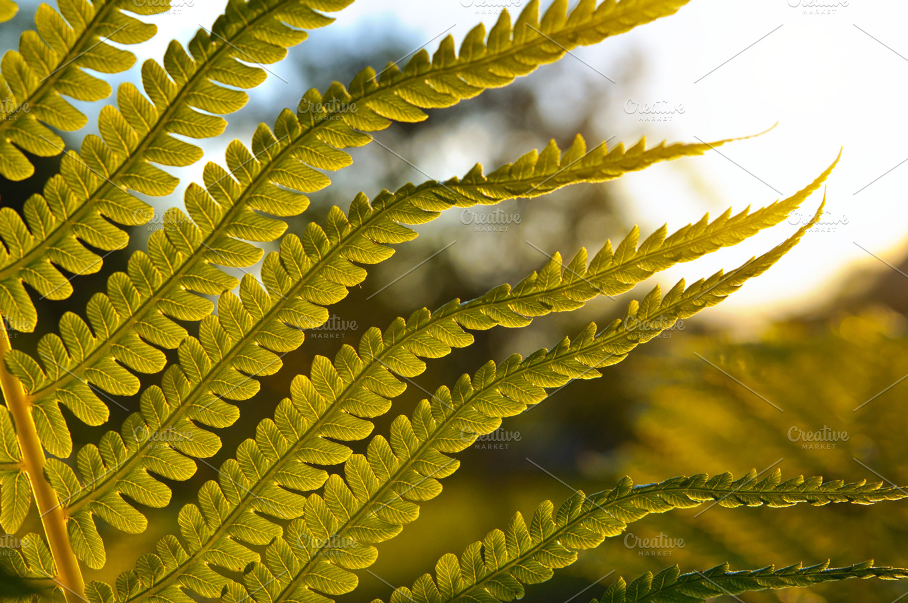 Fern at sunset, a Nature Photo by Edgieus
