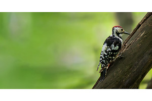 Male White-backed woodpecker on tree, a Nature Photo by Fascinadora