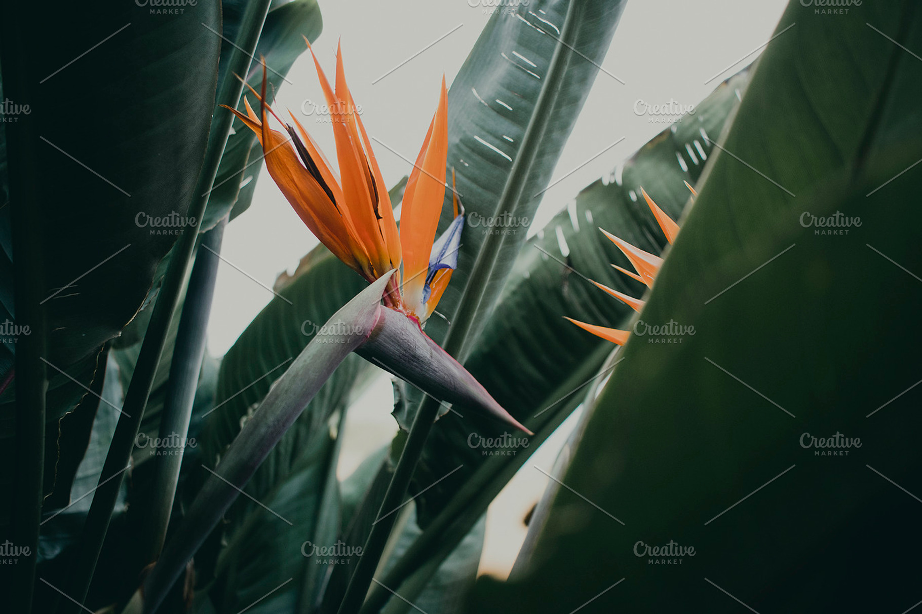 Minimalist Tropical Flower Photo, a Nature Photo by René Jordaan Photography