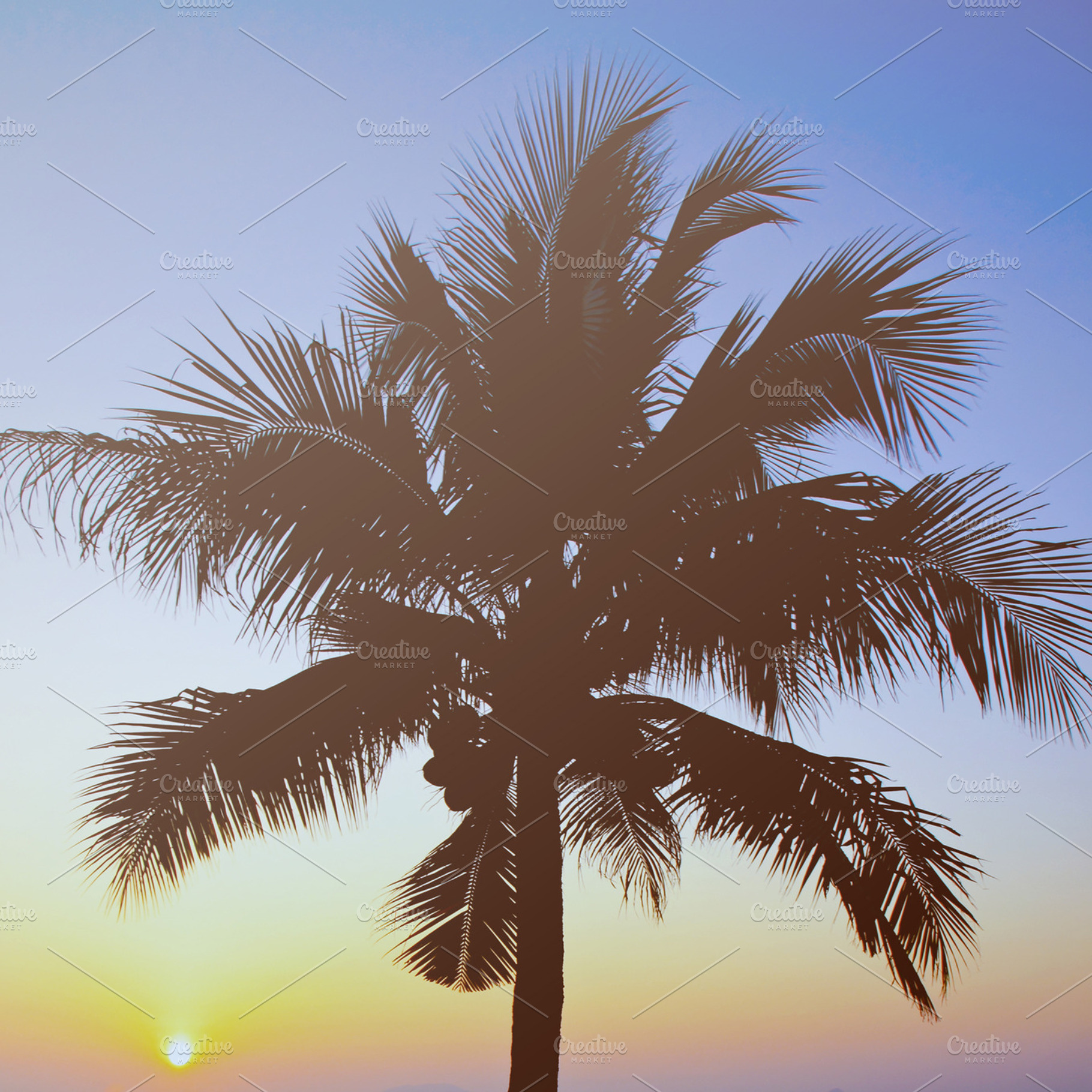 Coconut Palm Tree With Sunrise