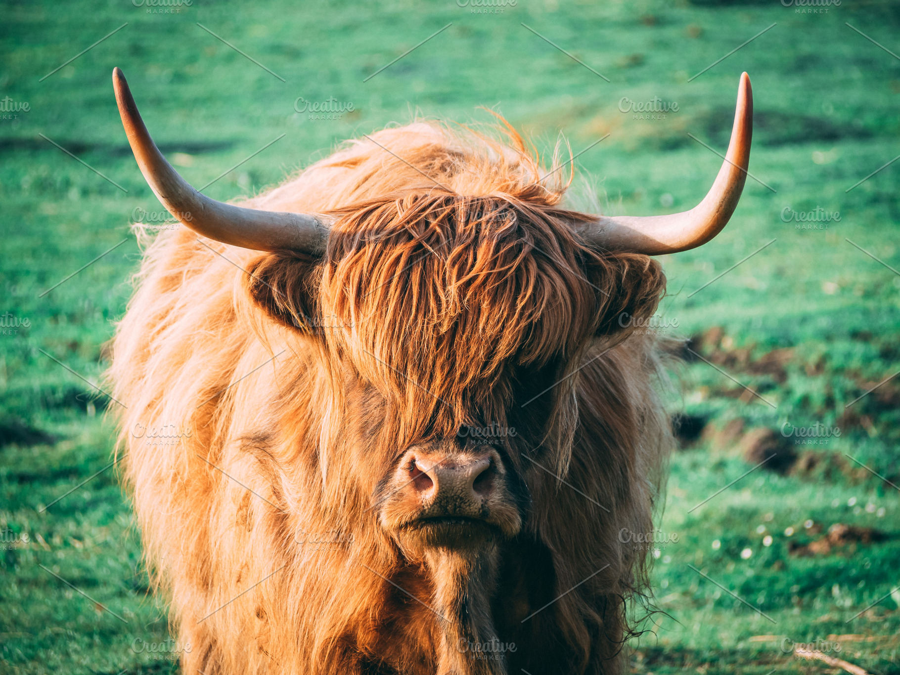 Scottish cattles in scottish highlan containing scottish highlands, scenery, an Animal Photo by Kitko photography shop