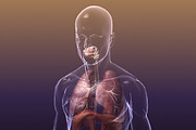 Respiratory System Lungs Body, a Characters & Person 3D Model by VisualCG (Thumbnail 1 of 5)