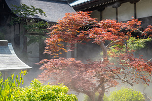Japanese maple in Daisho-in Temple garden on Miyajima Island, an Architecture Photo by GoodGoods